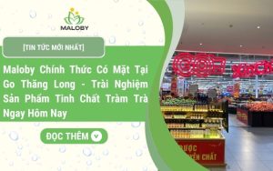 Maloby có mặt tại Go Thăng Long